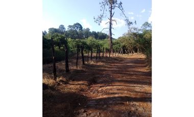 Bonito terreno céntrico en zona de bosque de Mazamitla, Jalisco