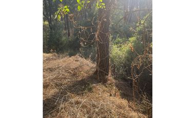 Bonito terreno céntrico en zona de bosque de Mazamitla, Jalisco