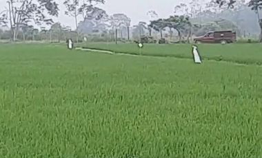 VENTA PROPIEDAD AGRICOLA RICAURTE (VM)