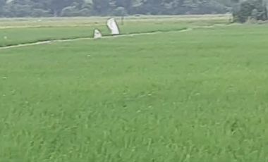 VENTA PROPIEDAD AGRICOLA RICAURTE (VM)