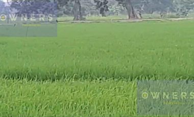 VENTA PROPIEDAD AGRICOLA RICAURTE (VM)