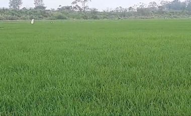 VENTA PROPIEDAD AGRICOLA RICAURTE (VM)