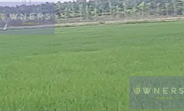 VENTA PROPIEDAD AGRICOLA RICAURTE (VM)