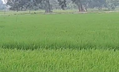 VENTA PROPIEDAD AGRICOLA RICAURTE (VM)