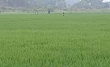 VENTA PROPIEDAD AGRICOLA RICAURTE (VM)