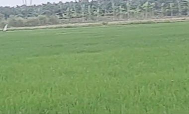 VENTA PROPIEDAD AGRICOLA RICAURTE (VM)