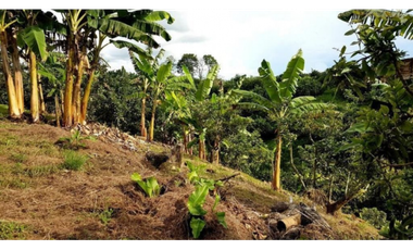Finca independiente para la venta en Combia, Pereira!!