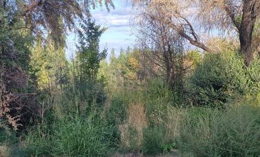 Alquier hectareas, Cipolletti