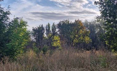 Alquier hectareas, Cipolletti