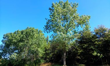 Venta Parcela 5000 m² - Camino Las Lomas