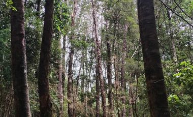 Venta de Terreno en Sendero Tres Puentes - Puerto Varas