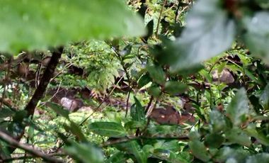 Venta de Terreno en Sendero Tres Puentes - Puerto Varas