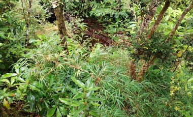 Venta de Terreno en Sendero Tres Puentes - Puerto Varas