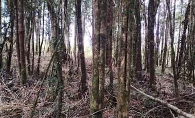Venta de Terreno en Sendero Tres Puentes - Puerto Varas