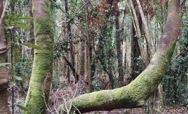 Venta de Terreno en Sendero Tres Puentes - Puerto Varas