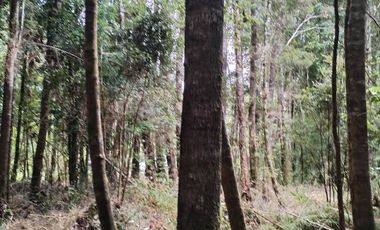 Venta de Terreno en Sendero Tres Puentes - Puerto Varas