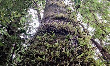 Venta de Terreno en Sendero Tres Puentes - Puerto Varas