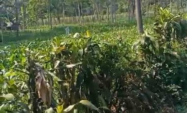 Tanah dijual murah pinggir jalan raya guci Tegal lokasi strategis