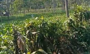 Tanah dijual murah pinggir jalan raya guci Tegal lokasi strategis