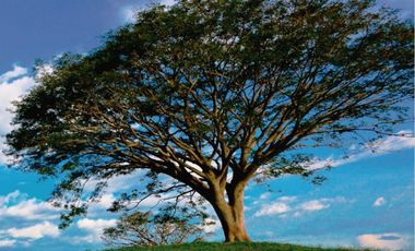 VENTA LOTE 10237 MTS2 VIA CERRITOS CARTAGO CERCA A PEREIRA