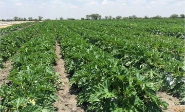 RANCHO AGRICOLA EN VENTA RAMONES NUEVO LEON