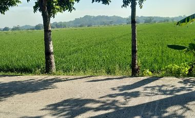 tanah sawah produktif jalan cor propinsi