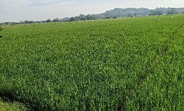 tanah sawah produktif jalan cor propinsi