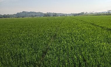 tanah sawah produktif jalan cor propinsi