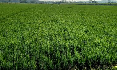 tanah sawah produktif jalan cor propinsi