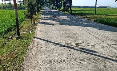 tanah sawah produktif jalan cor propinsi