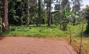 kebun durian luas murah jalan aspal