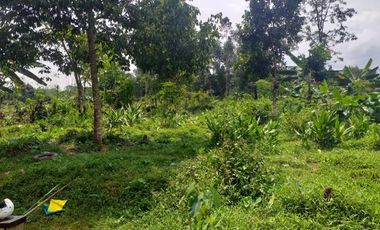 kebun durian luas murah jalan aspal