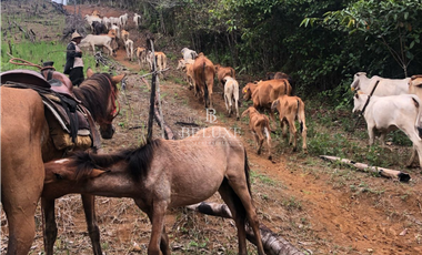 VENDO LOTE EN CAPIRA (20)