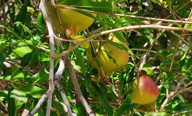 VENTA TERRENO CON AGUA VALLE DEL ELQUI HUANTA