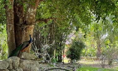 Finca Henequenera del Siglo XIX – Remodelada