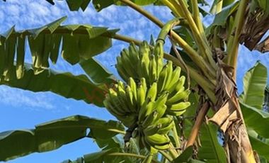 TERRENO PARA DESARROLLO A ORILLA DE PLAYA EN LA SALADITA, IXTAPA ZIHUATANEJO GUERRERO