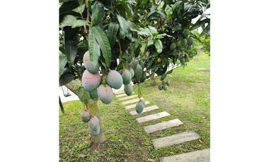 Hermosa CASA QUINTA CAMPESTRE en La Mesa cundi 2.400 m2,  43380 m2