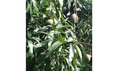 Venta de finca de 1 hectárea de 450 mill en Tocaima Cund, COL