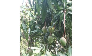 Venta de finca de 1 hectárea de 450 mill en Tocaima Cund, COL