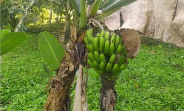 Venta de casalote de 1600 M2 en 379 mill en Tena Cund COL