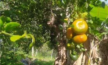 Venta de casalote de 1600 M2 en 379 mill en Tena Cund COL