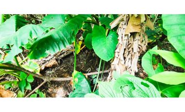 Venta de finca de 4.7 fanegadas en 550 mill en Tena Cund, COL