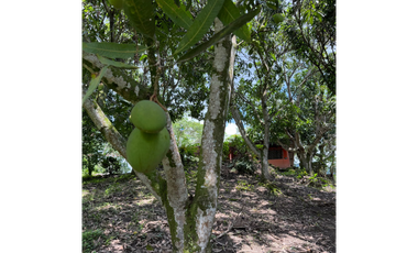 Venta de casalote de 3200 M2 en 330 millones en La Mesa Cund, COL