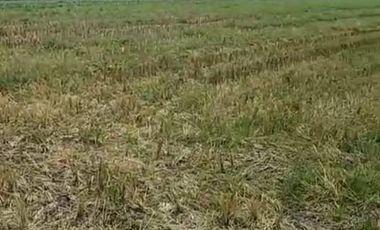 Jual tanah  murah d Mojokerto bagus banguna pabrik .gudang dll