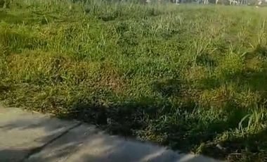 Jual tanah Murah  gedek Mojokerto bagus bangun perumahan