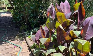 Casa en Arriendo en Playa El Abaníco Maitencillo