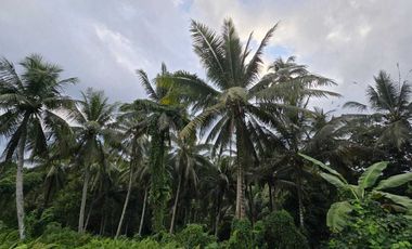 Dijual tanah dekat villa berkembang di tabanan bali