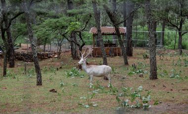 TERRENO EN VENTA BOSQUE EL MANTO