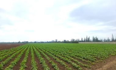 Terreno en Venta 1.5 hectáreas en Quilmaná - Cañete