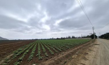 Terreno en Venta 1.5 hectáreas en Quilmaná - Cañete